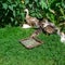 Duck brood eating