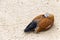 Duck (brown goose) relax and sleeping on the sand (Latin: Tadorna ferruginea)