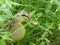 Duck in bushes weeds riverbank hen bill