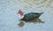 Duck cairina moschata swimming muscovy duck