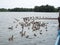 Duck and Carp get fed at Spillway