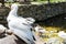 Duck cleaning the feathers in a lake from a restaurant in Macedonia