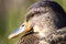 Duck close-up green mallard female wildlife hunting water bird nature