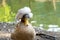 A duck with a colored crest on its head, a gray comb. Poultry near the pond. A closeup of a wild bird