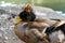 A duck with a colored crest on its head, a gray comb. Poultry near the pond. A closeup of a wild bird in nature. Crested Ducks,