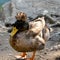 A duck with a colored crest on its head, a gray comb. Poultry near the pond. A closeup of a wild bird in nature. Crested Ducks