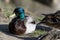 Duck with colorful feathers, blue head resting