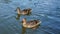 Duck couple swim on the lake