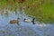 Duck couple swimming in a pool with reed