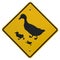 Duck Crossing