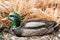 Duck decoy with stuffed and calls