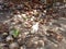 Duck and desiccated coconut natural landscape countryside meadow life peaceful background photography image