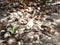 Duck and desiccated coconut nature village landscape countryside meadow life peaceful background photography image