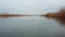 duck dives in the pond. narrow river and reeds in cloudy weather.