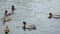 Duck dives in winter in an ice-free pond