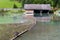 Duck with dock, Lake Pillersee, Sankt Ulrich am Pillersee, Austria