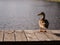 Duck On the Dock at Sunset