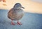 Duck drake dry drop sand plumage. Photo Lake Garda Sirmione Italy