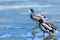 The duck and drake resting on the ice of city spring pond or lake in the sunny day