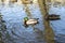 A duck and a Drake in the soft sunlight swim in the lake in the spring. Background