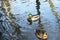 A duck and a Drake in the soft sunlight swim in the lake in the spring. Background