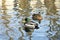 A duck and a Drake in the soft sunlight swim in the lake in the spring. Background