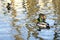 A duck and a Drake in the soft sunlight swim in the lake in the spring. Background