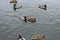 Duck and drake swim in a pond, lake. Habitat of waterfowl. Close-up of a duck-drake floating in the water of a lake with