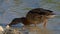 A duck drinks water on a lake bank in summer