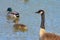 Duck, Duck, Goose Canadian goose watching as two mallards swim a