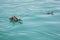 A Duck and Duckling in Lake Geneva on a Sunny, Summer Day