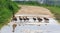 A duck and ducklings crossing a path