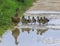 Duck and with ducklings crossing a path