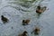 Duck with ducklings. Ducks swim in the pond. Duck Hunt. Water animal Wild duck.