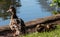 Duck and ducklings at the lake at Pinner Memorial Park, Pinner, Middlesex, west London UK, photographed on a sunny spring day.