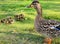 Duck and ducklings moving on the grass