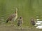 Duck  and Ducklings standing on the bank