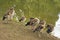 Duck  and Ducklings standing on the bank