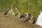 Duck  and Ducklings standing on the bank