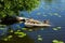 Duck and ducklings in the sun. Duck and ducklings on the river bank. Waterfowl on the water. Duck and ducklings among the water