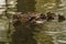 duck and ducklings swimming