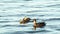 Duck with ducklings swimming on lake