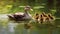 Duck with ducklings swimming on a lake