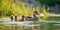 duck and ducklings swimming in lake