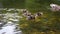 Duck with ducklings swimming on the lake. full hd, 4k