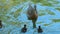 Duck with ducklings swimming in a pond