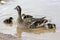 Duck with ducklings.walk in city animals