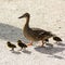 Duck with ducklings.walk in city bird