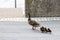 Duck with ducklings.walk in city bird safety downtown