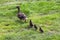 Duck with ducklings.walk in city care of children